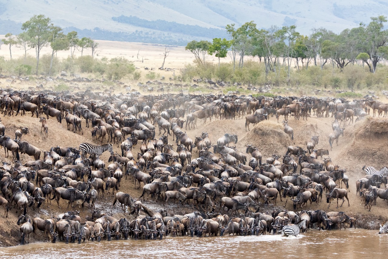 Masai Mara Safari  